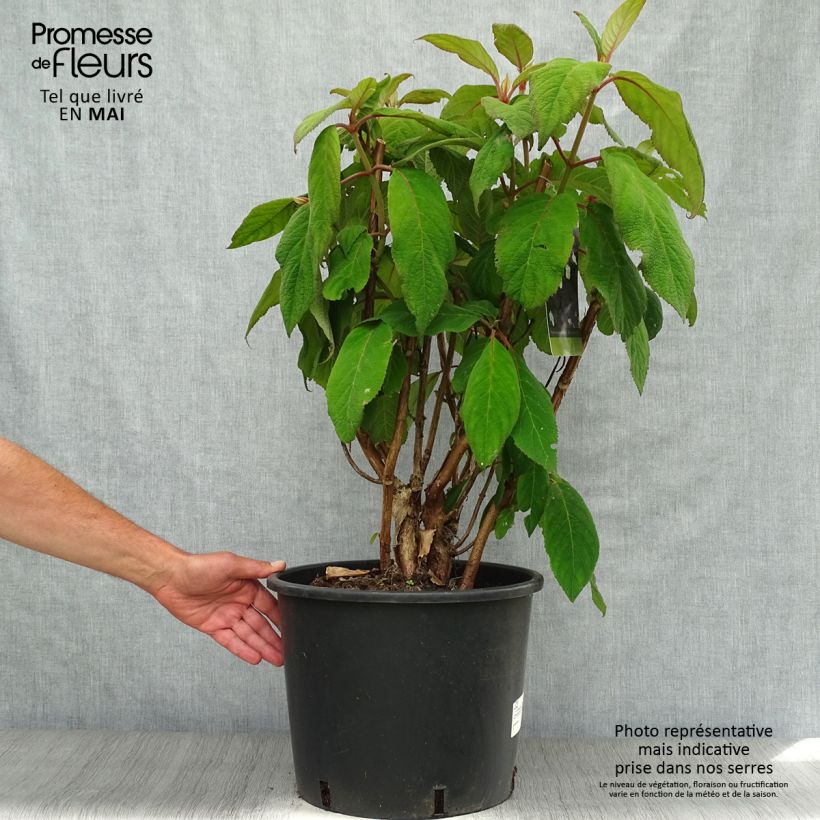 Hydrangea aspera Macrophylla - Ortensia Vaso da 12L/15L esemplare consegnato in primavera