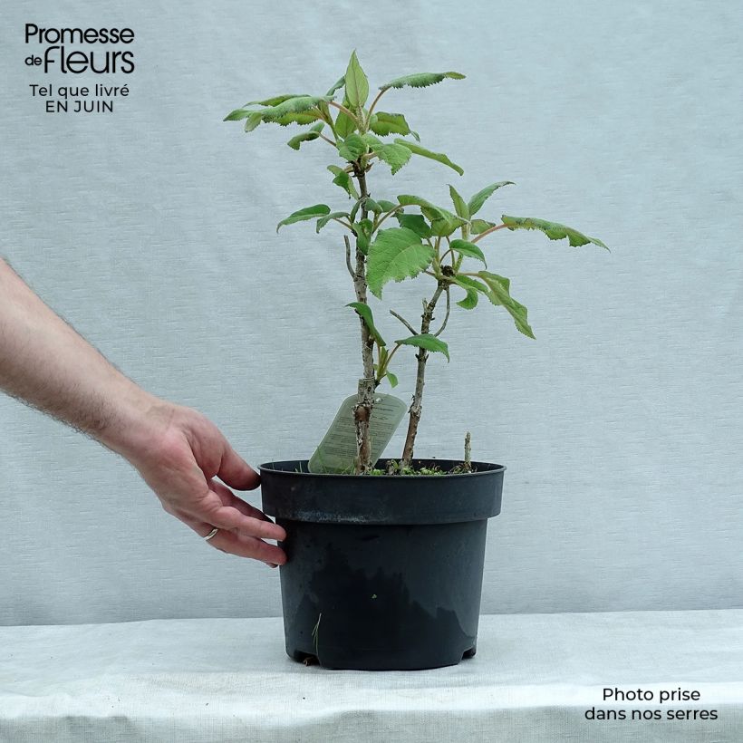 Esemplare di Hydrangea aspera subsp. sargentiana - Ortensia Vaso da 3L/4L consegnato in estate