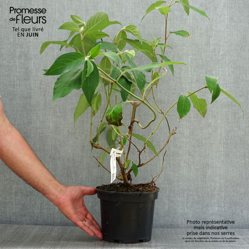 Esemplare di Hydrangea aspera Villosa - Ortensia Vaso da 3L/4L consegnato in estate