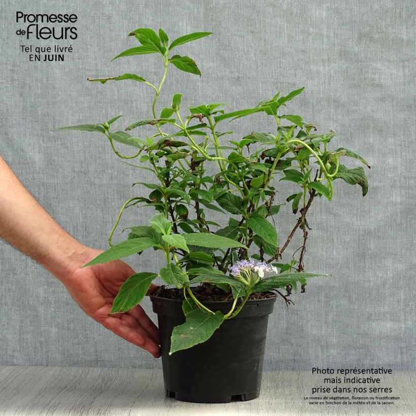 Esemplare di Hydrangea involucrata - Ortensia Vaso da 2L/3L consegnato in estate