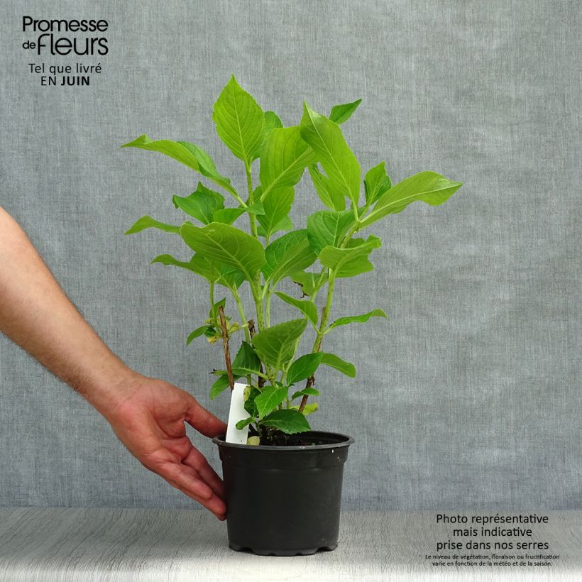 Esemplare di Hydrangea macrophylla Ayesha - Ortensia Vaso da 2L/3L consegnato in estate