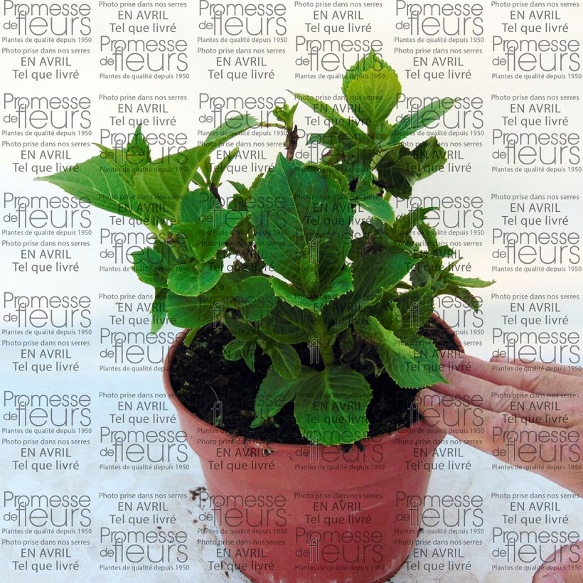 Esempio di esemplare Hydrangea macrophylla Baron Pourpre - Ortensia Vaso da 2L/3LAltezza consegnata circa 15/20cm come consegnato