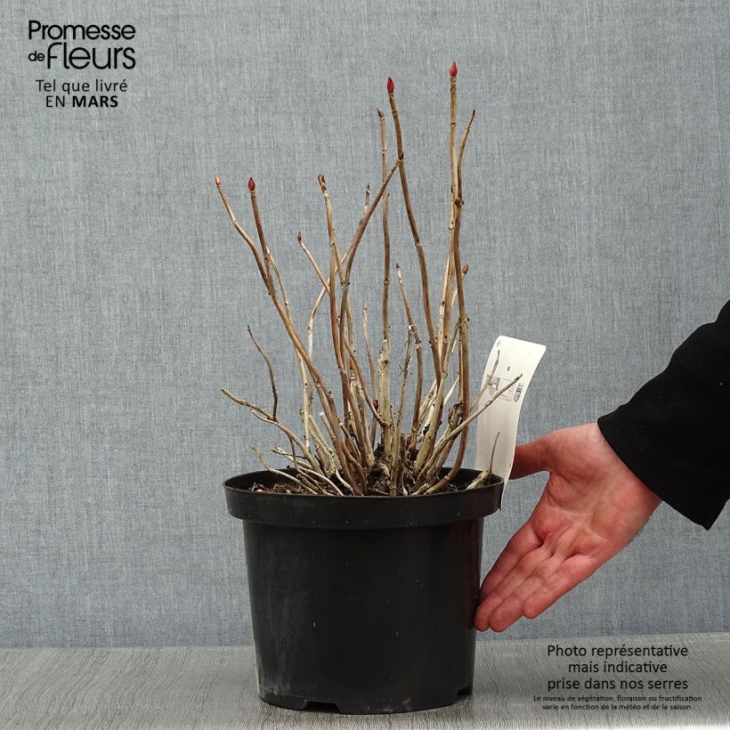 Hydrangea macrophylla Baron Rouge - Ortensia Vaso da 4L/5L esemplare consegnato in inverno