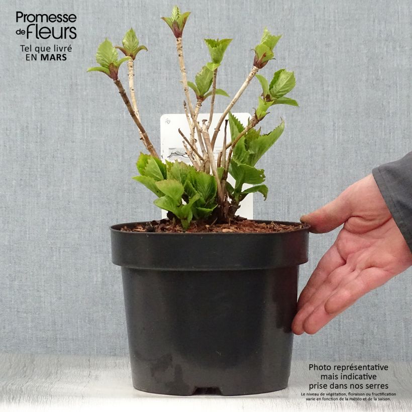 Hydrangea macrophylla Baron Rouge - Ortensia Vaso da 4L/5L esemplare consegnato in primavera