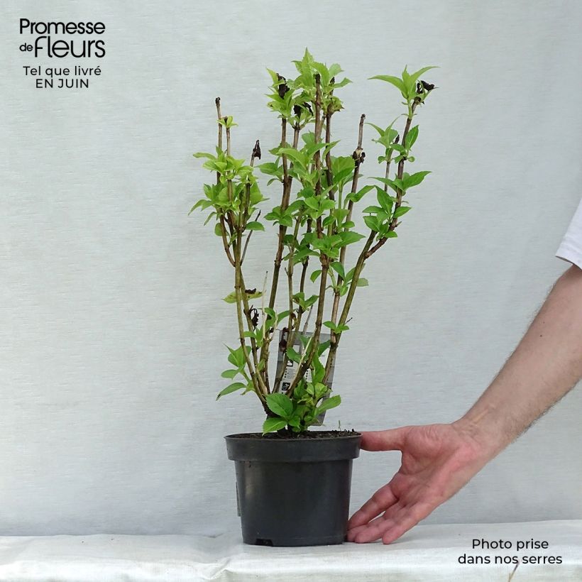 Esemplare di Hydrangea macrophylla Baron Rouge - Ortensia Vaso da 2L/3L consegnato in estate