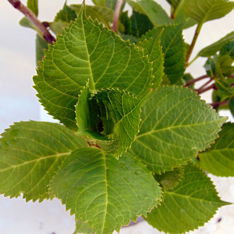 Hydrangea macrophylla Beauté Vendômoise - Ortensia (Fogliame)
