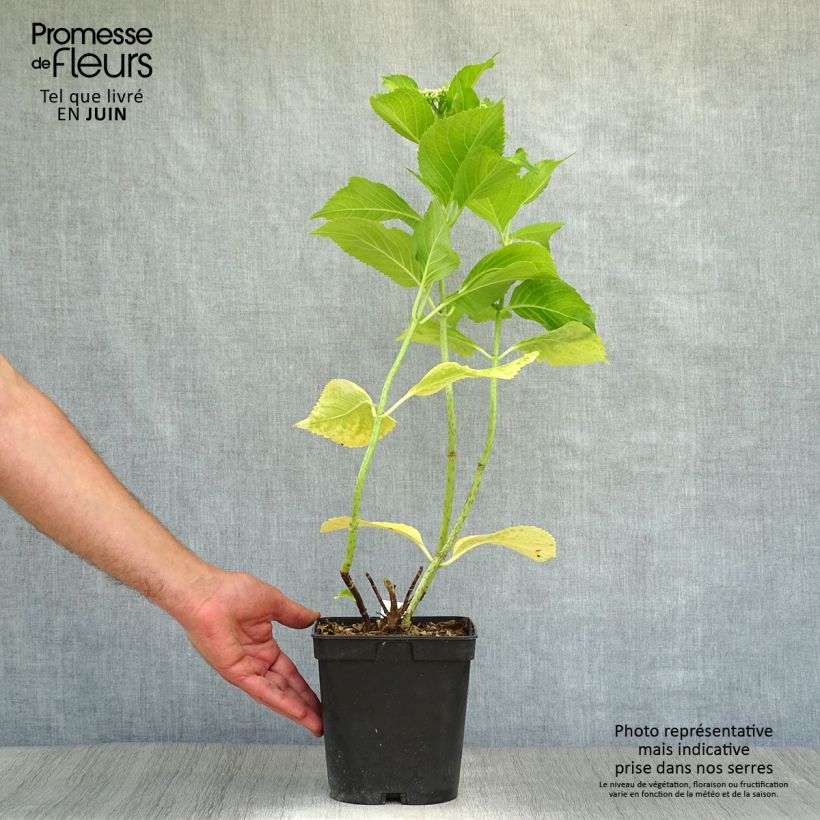 Esemplare di Hydrangea macrophylla Beauté Vendômoise - Ortensia Vaso da 2L/3L consegnato in estate