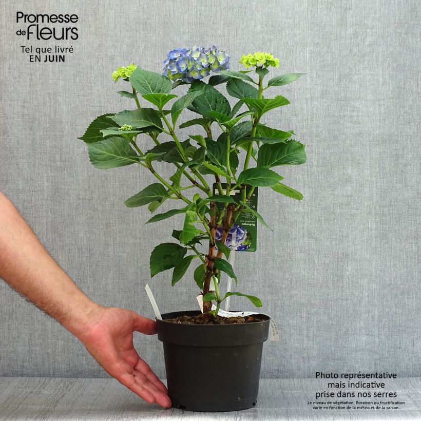 Esemplare di Hydrangea macrophylla Bela - Ortensia Vaso da 2L/3L consegnato in estate