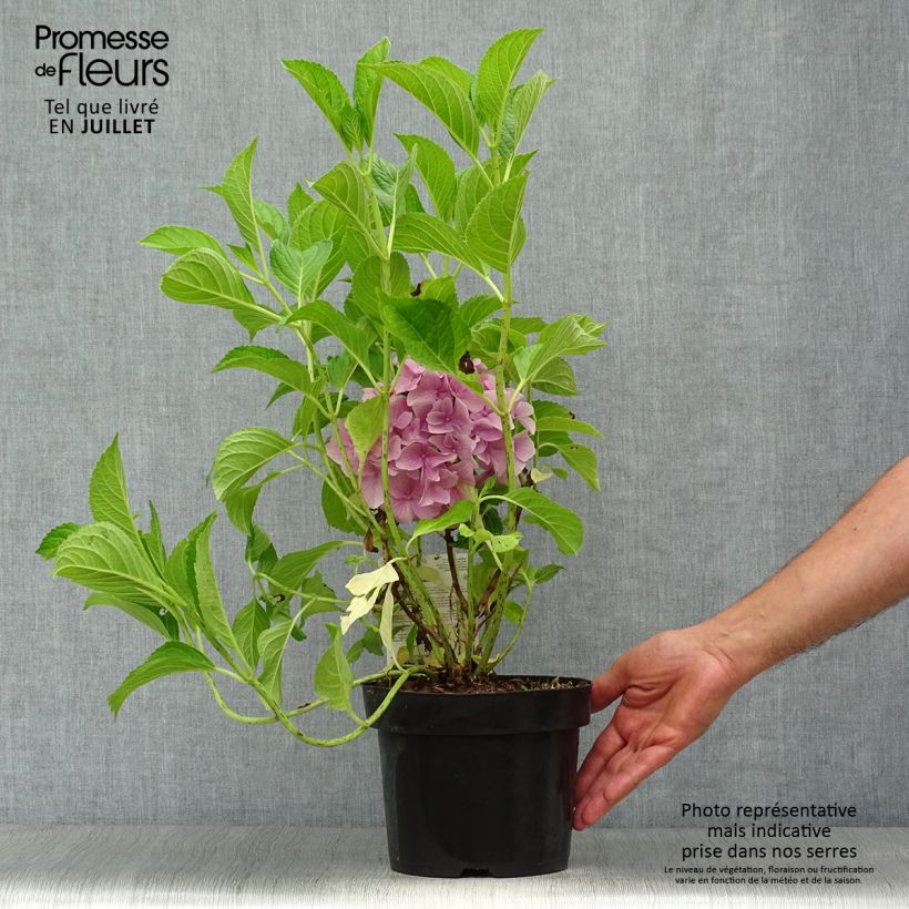 Esemplare di Hydrangea macrophylla Belle Séduction - Ortensia Vaso da 3L/4L consegnato in estate