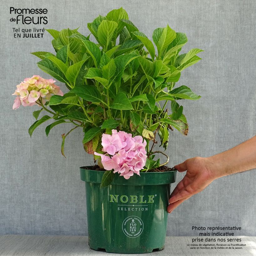 Esemplare di Hydrangea macrophylla Belle Séduction - Ortensia Vaso da 7,5L/10L consegnato in estate