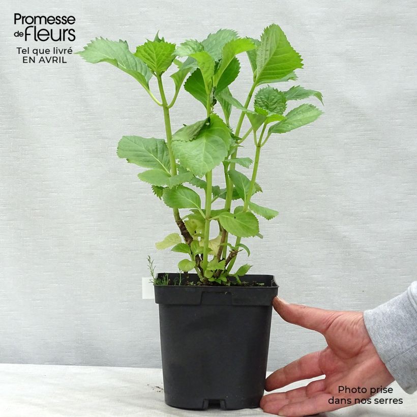 Hydrangea macrophylla Benelux Pink - Ortensia Vaso da 2L/3L esemplare consegnato in primavera
