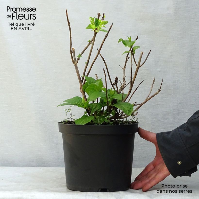 Hydrangea macrophylla Black Steel Zebra - Ortensia Vaso da 4L/5L esemplare consegnato in primavera