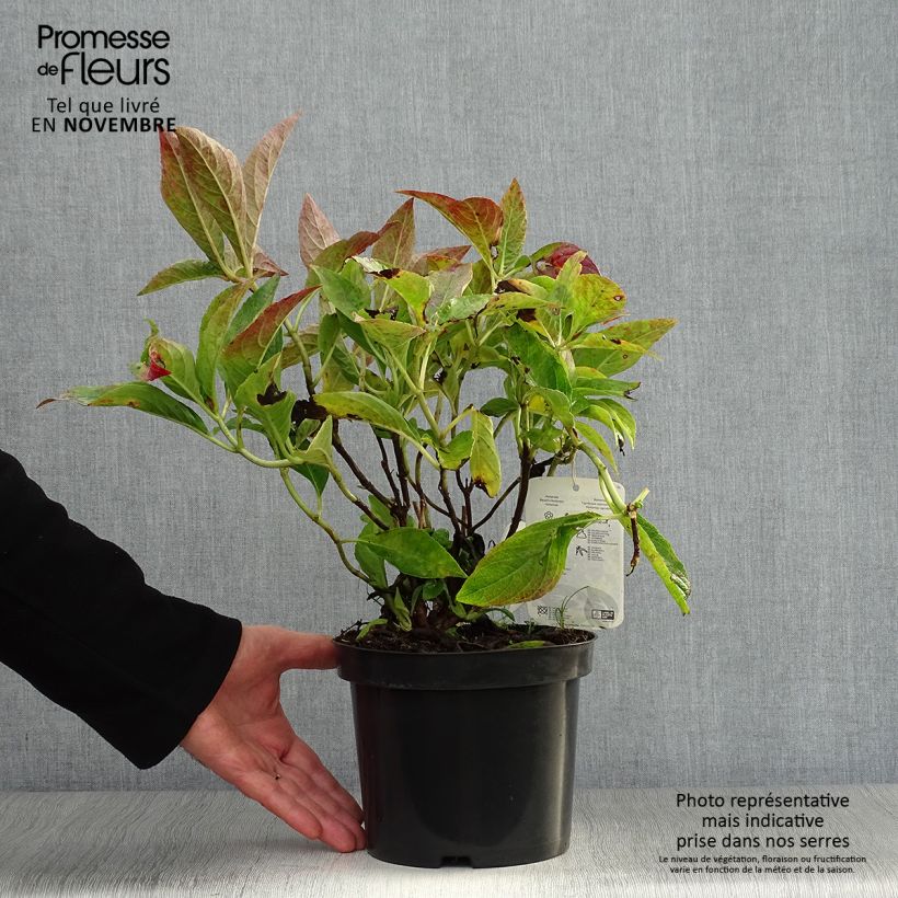 Esemplare di Hydrangea macrophylla Blauer Prinz - Ortensia Vaso da 2L/3L come consegnato in autunno