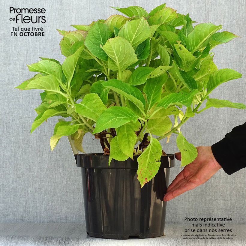 Esemplare di Hydrangea macrophylla Blaumeise - Ortensia Vaso da 7,5L/10L come consegnato in autunno