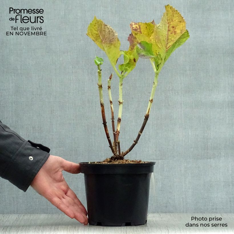 Esemplare di Hydrangea macrophylla Blaumeise - Ortensia Vaso da 2L/3L come consegnato in autunno
