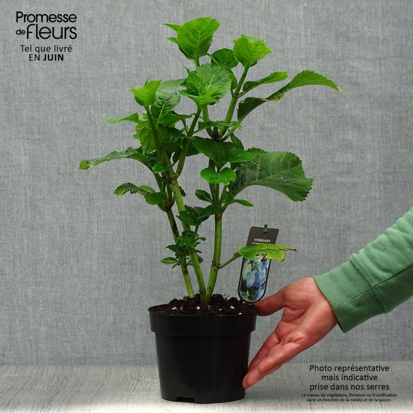 Esemplare di Hydrangea macrophylla Blaumeise - Ortensia Vaso da 2L/3L consegnato in estate