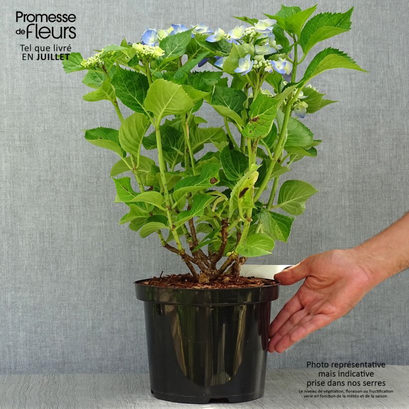 Esemplare di Hydrangea macrophylla Blue Sky - Ortensia Vaso da 4L/5L consegnato in estate