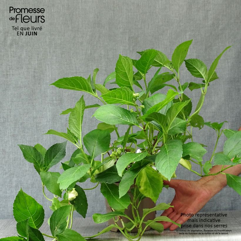 Esemplare di Hydrangea macrophylla Blue wave - Ortensia Vaso da 2L/3L consegnato in estate