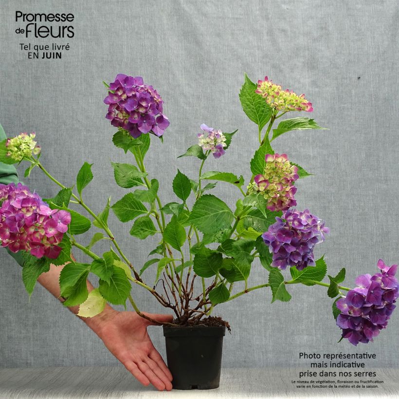 Esemplare di Hydrangea macrophylla Bodensee - Ortensia Vaso da 2L/3L consegnato in estate