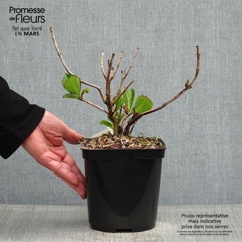 Hydrangea macrophylla Buchfink - Ortensia Vaso da 2L/3LAltezza consegnata circa 20/30cm esemplare consegnato in primavera