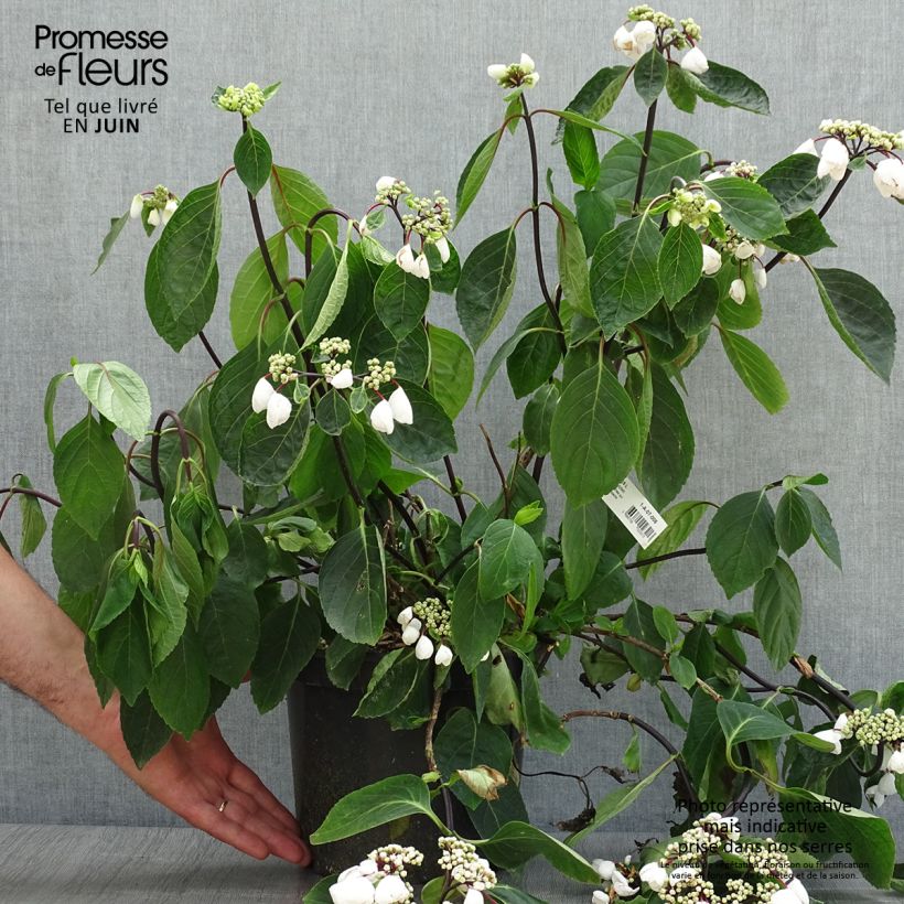 Esemplare di Hydrangea macrophylla Rendez-Vous Choco Chic - Ortensia Vaso da 4L/5L consegnato in estate