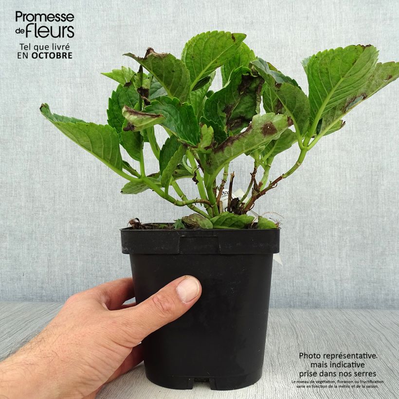 Esemplare di Hydrangea macrophylla Constellation - Ortensia Vaso da 2L/3L come consegnato in autunno