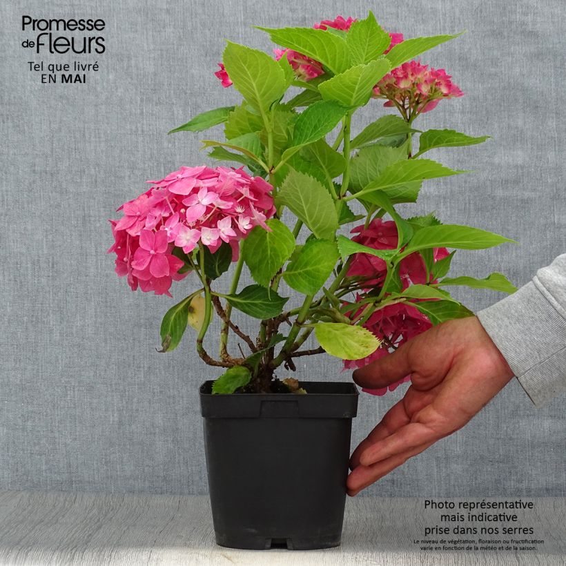 Hydrangea macrophylla Constellation - Ortensia Vaso da 2L/3L esemplare consegnato in primavera