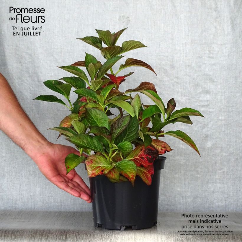 Esemplare di Hydrangea macrophylla Black Diamonds Dark Angel - Ortensia Vaso da 4L/5L consegnato in estate