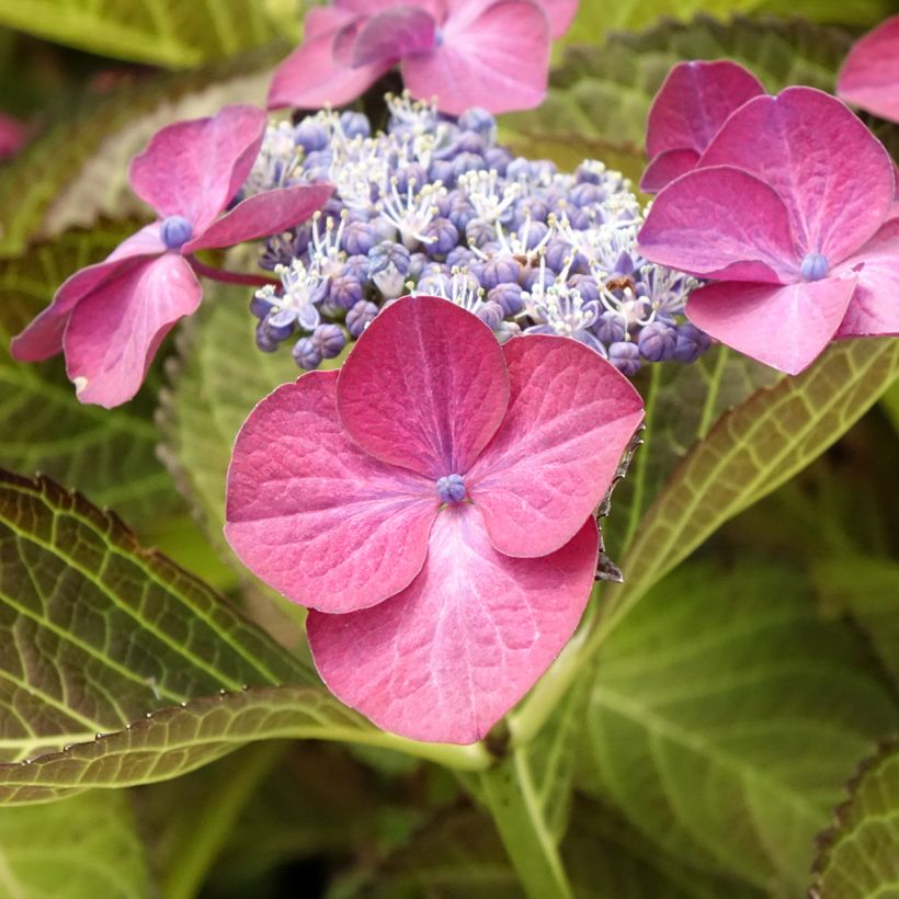 Hydrangea macrophylla Dark Angel Purple - Ortensia (Fioritura)