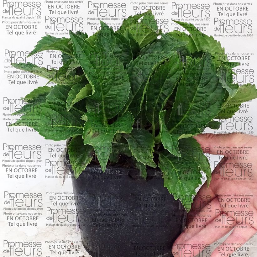 Esempio di esemplare Hydrangea macrophylla Dolce Farfalle - Ortensia Vaso da 2L/3LAltezza consegnata circa 10/20cm come consegnato