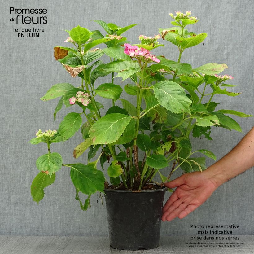 Esemplare di Hydrangea macrophylla Dolce Fragola - Ortensia Vaso da 4L/5L consegnato in estate
