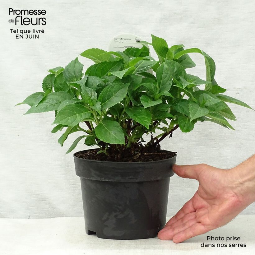 Esemplare di Hydrangea macrophylla Early Blue - Ortensia Vaso da 2L/3L consegnato in estate