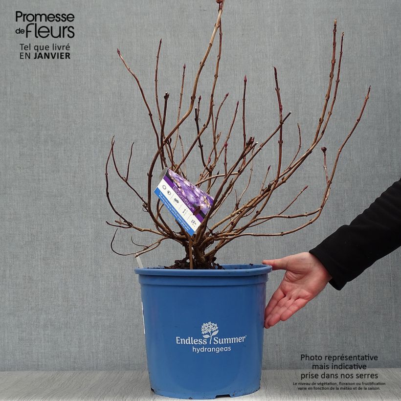 Hydrangea macrophylla Endless Summer Bloomstar - Ortensia Vaso da 12L/15L esemplare consegnato in inverno