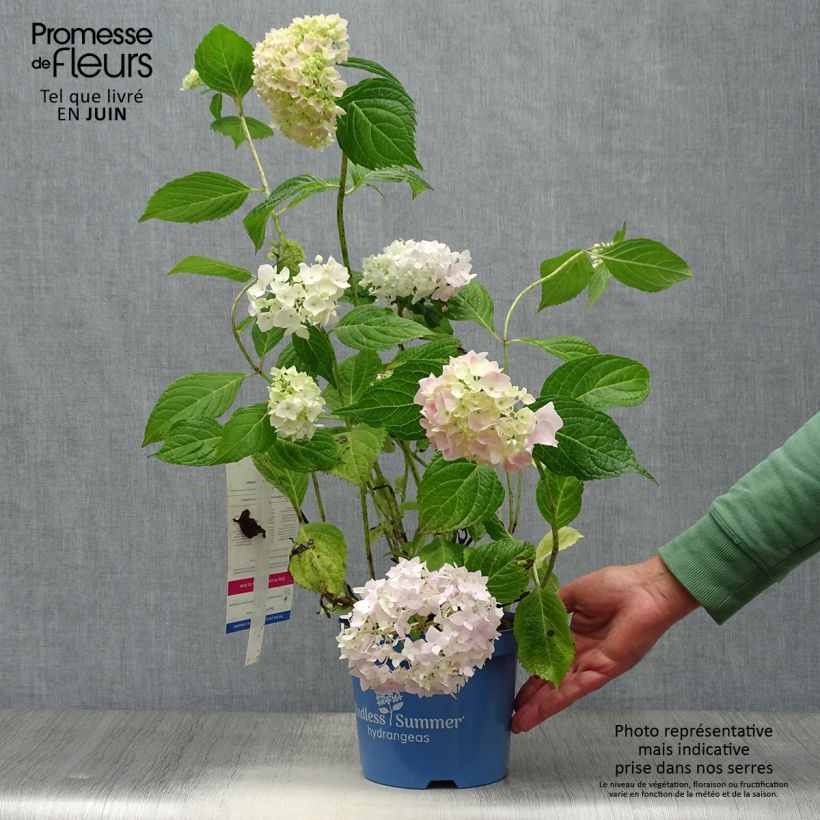 Esemplare di Hydrangea macrophylla Endless Summer The Original Pink - Ortensia Vaso da 2L/3L consegnato in estate