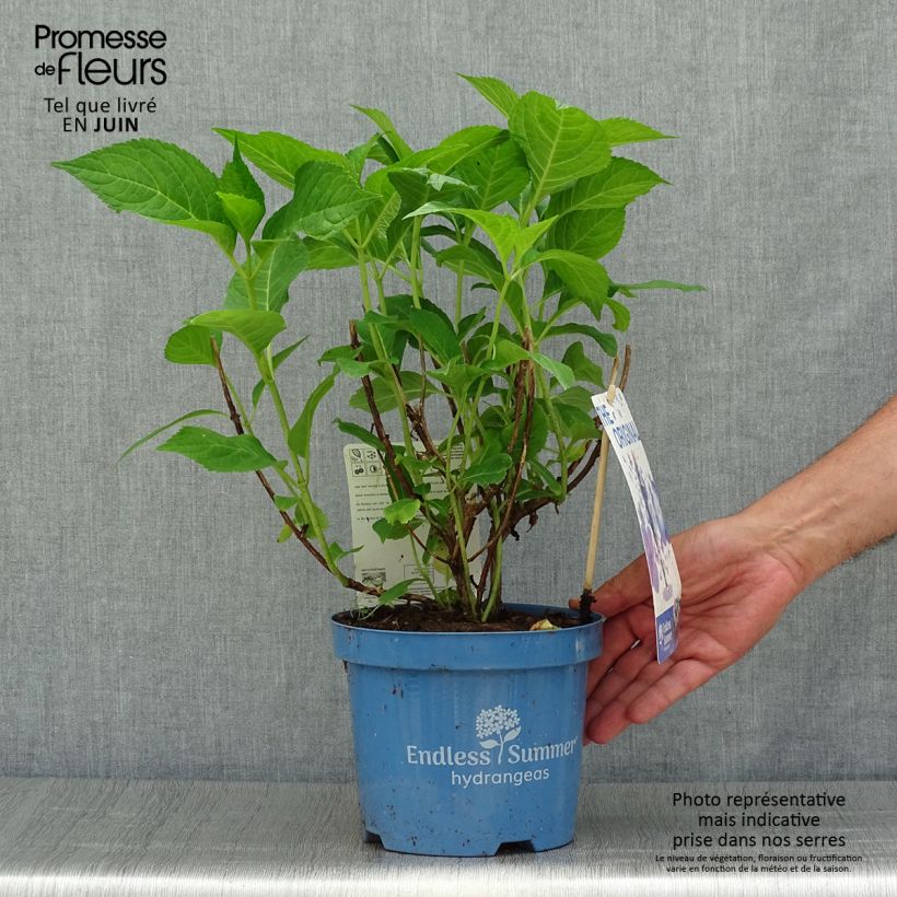 Esemplare di Hydrangea macrophylla Endless Summer The Original Blue - Ortensia Vaso da 2L/3L consegnato in estate