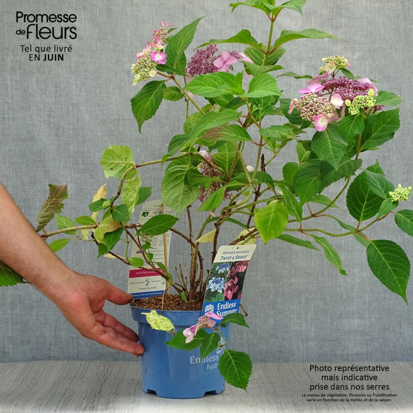 Esemplare di Hydrangea macrophylla Endless Summer Twist and Shout - Ortensia Vaso da 2L/3L consegnato in estate