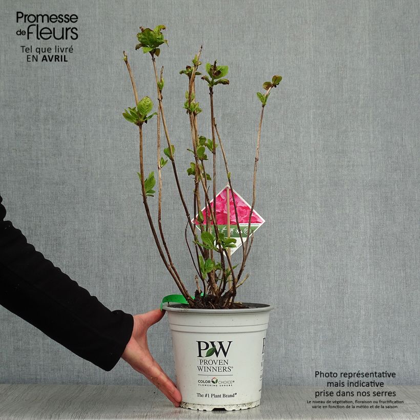 Hydrangea macrophylla Flair & Flavours Sweet Cupcake - Ortensia Vaso da 4L/5L esemplare consegnato in primavera