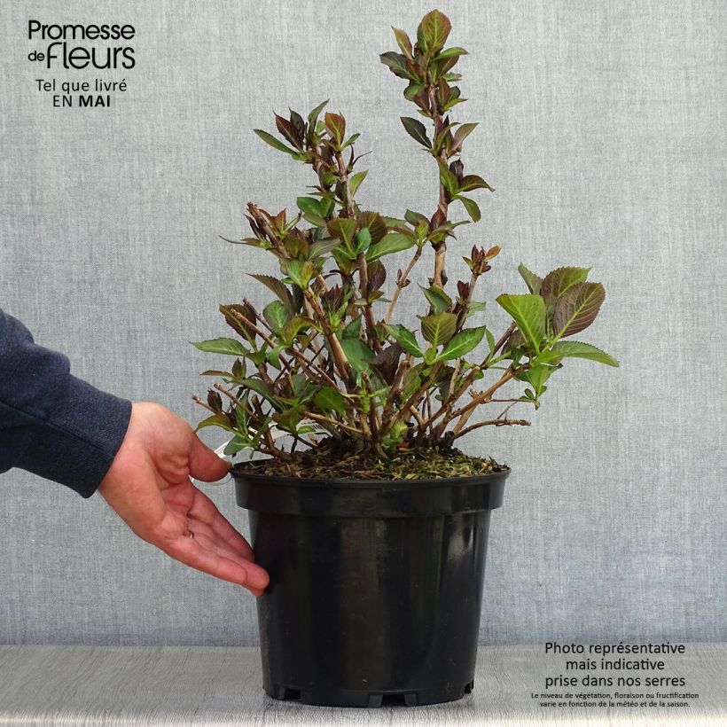 Hydrangea macrophylla Rendez-Vous French Cancan - Ortensia Vaso da 4L/5L esemplare consegnato in primavera