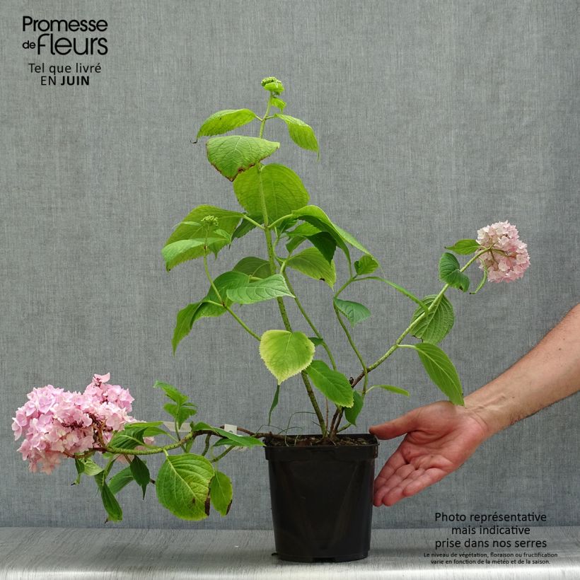Esemplare di Hydrangea macrophylla Generale Vicomtesse de Vibraye - Ortensia Vaso da 2L/3L consegnato in estate