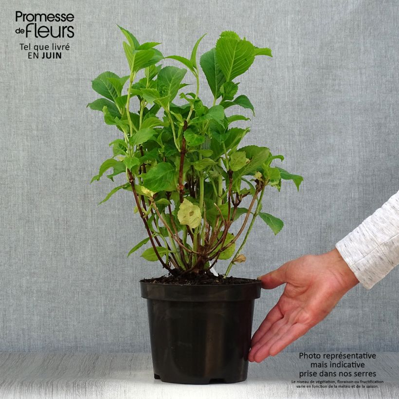 Esemplare di Hydrangea macrophylla Gertrud Glahn - Ortensia Vaso da 2L/3L consegnato in estate