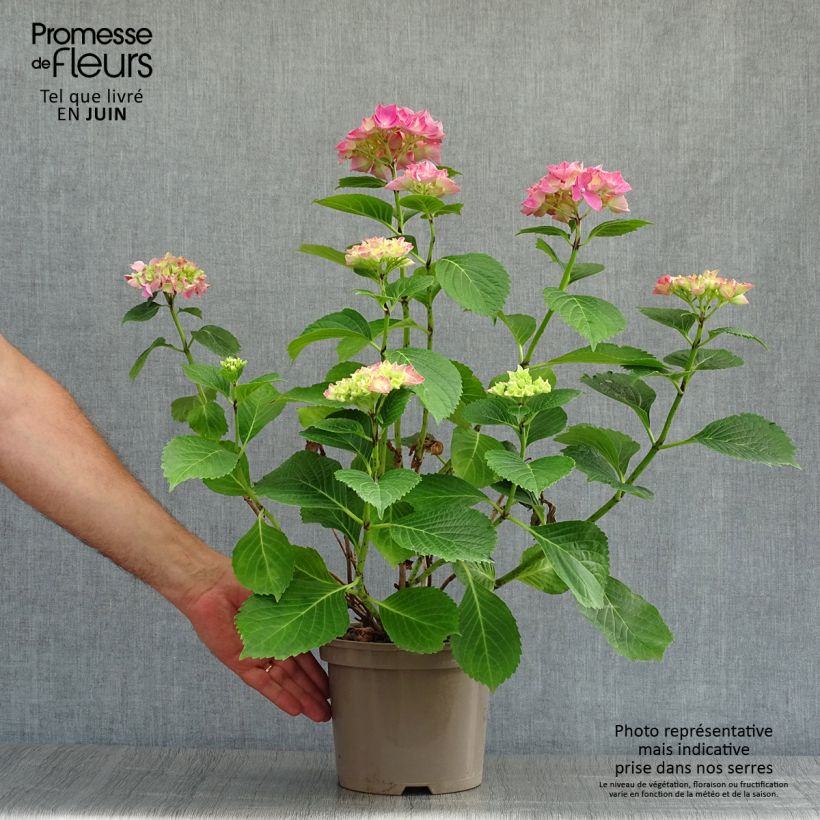 Esemplare di Hydrangea macrophylla Glowing Amber - Ortensia Vaso da 2L/3L consegnato in estate