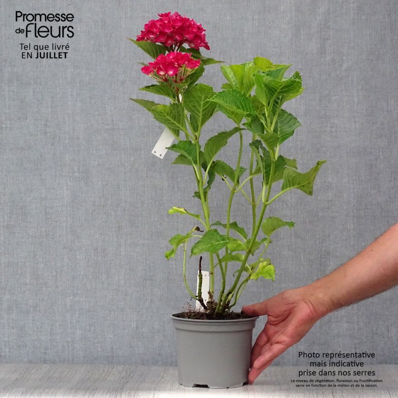 Esemplare di Hydrangea macrophylla Green shadow - Ortensia Vaso da 2L/3L consegnato in estate