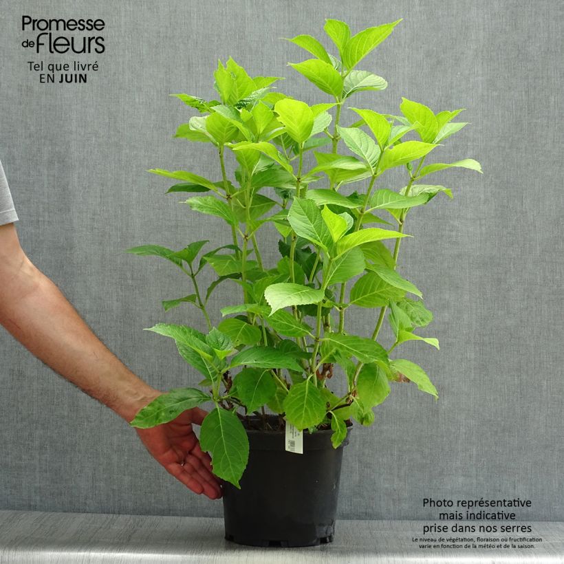 Esemplare di Hydrangea macrophylla Hovaria Hobergine - Ortensia Vaso da 4L/5L consegnato in estate