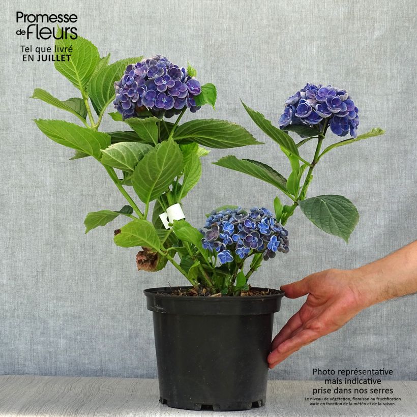 Esemplare di Hydrangea macrophylla Hovaria Hopcorn - Ortensia Vaso da 4L/5LAltezza consegnata circa 20/30cm consegnato in estate