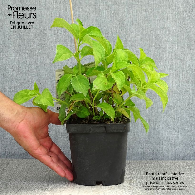 Esemplare di Hydrangea macrophylla Immaculata - Ortensia Vaso da 2L/3L consegnato in estate