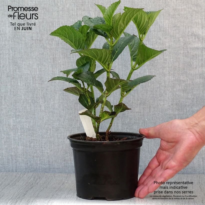 Esemplare di Hydrangea macrophylla Julisa - Ortensia Vaso da 1,5L/2L consegnato in estate