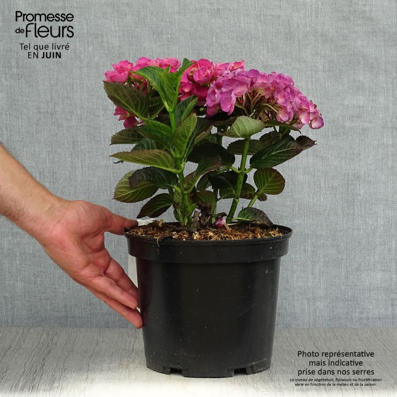 Esemplare di Hydrangea macrophylla Julisa - Ortensia Vaso da 4L/5L consegnato in estate