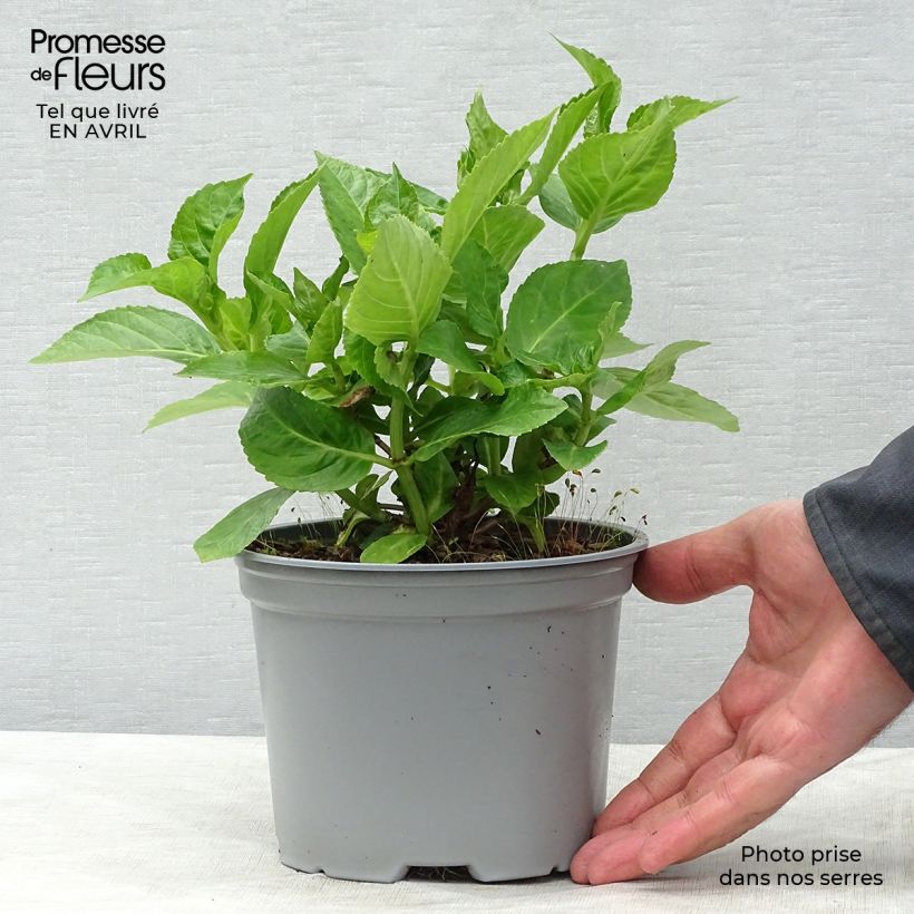 Hydrangea macrophylla Koria - Ortensia Vaso da 2L/3L esemplare consegnato in primavera
