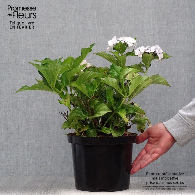 Esemplare di Hydrangea macrophylla Koria - Ortensia Vaso da 4L/5L come consegnato in autunno