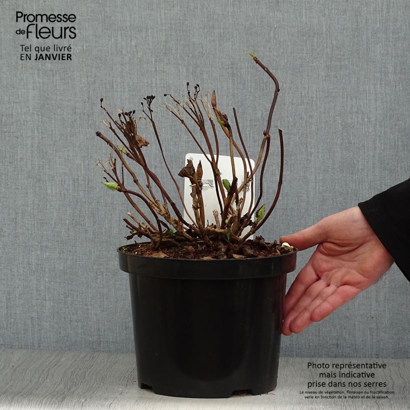 Hydrangea macrophylla Koria - Ortensia Vaso da 4L/5L esemplare consegnato in inverno